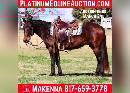 American Quarter Horse, Ruin, 9 Jaar, 152 cm, Roodbruin