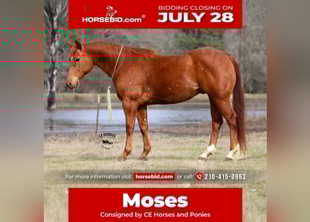 American Quarter Horse, Ruin, 9 Jaar, 152 cm, Roodvos