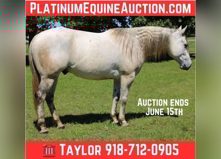 American Quarter Horse, Ruin, 9 Jaar, 152 cm, Schimmel