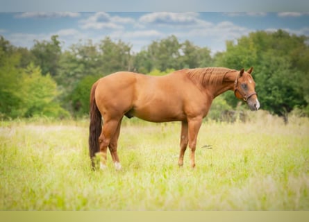 American Quarter Horse, Ruin, 9 Jaar, 153 cm, Vos