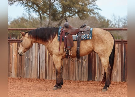 American Quarter Horse, Ruin, 9 Jaar, 155 cm, Buckskin
