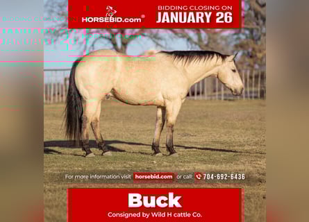 American Quarter Horse, Ruin, 9 Jaar, 155 cm, Buckskin