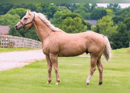American Quarter Horse, Ruin, 9 Jaar, 155 cm, Palomino