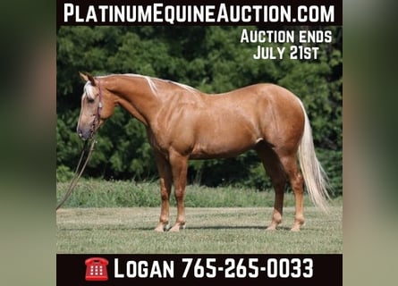 American Quarter Horse, Ruin, 9 Jaar, 155 cm, Palomino