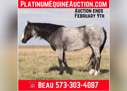 American Quarter Horse, Ruin, 9 Jaar, 155 cm, Roan-Blue