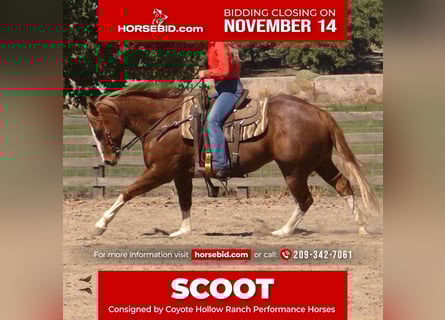 American Quarter Horse, Ruin, 9 Jaar, 155 cm, Roan-Red