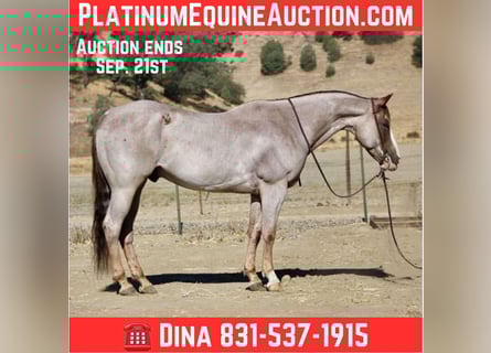 American Quarter Horse, Ruin, 9 Jaar, 155 cm, Roan-Red