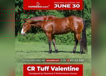 American Quarter Horse, Ruin, 9 Jaar, 155 cm, Roodbruin