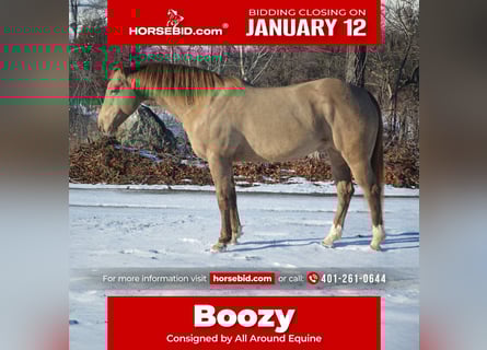 American Quarter Horse, Ruin, 9 Jaar, 157 cm, Champagne