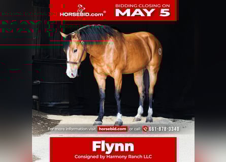 American Quarter Horse, Ruin, 9 Jaar, 157 cm, Falbe