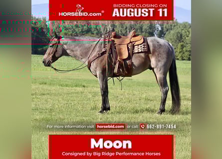 American Quarter Horse, Ruin, 9 Jaar, 157 cm, Roan-Bay