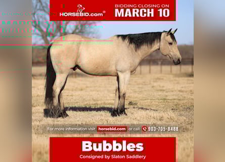 American Quarter Horse, Ruin, 9 Jaar, 160 cm, Buckskin