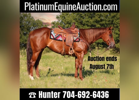 American Quarter Horse, Ruin, 9 Jaar, 160 cm, Roan-Red