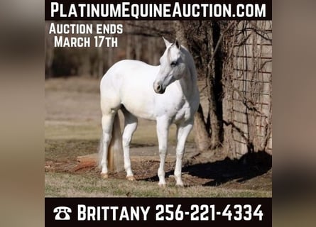 American Quarter Horse, Ruin, 9 Jaar, 160 cm, Schimmel