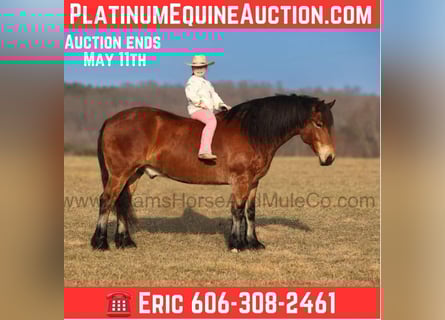 American Quarter Horse, Ruin, 9 Jaar, 163 cm, Roodbruin