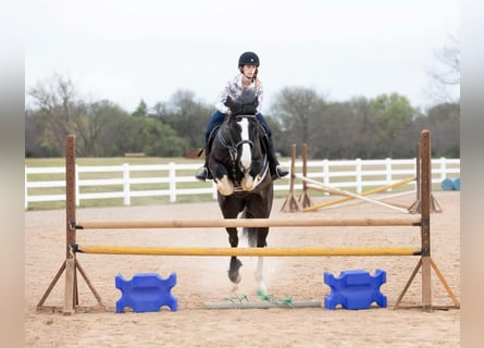 American Quarter Horse, Ruin, 9 Jaar, 163 cm, Roodbruin