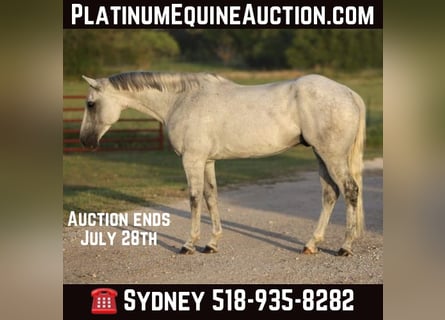 American Quarter Horse, Ruin, 9 Jaar, 168 cm, Schimmel