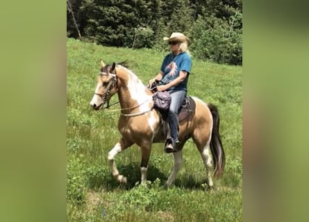 American Quarter Horse, Ruin, 9 Jaar, 60 cm, Bruin