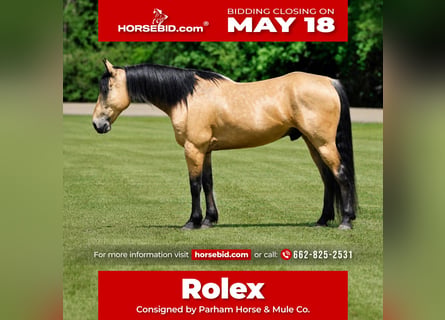 American Quarter Horse, Ruin, 9 Jaar, Buckskin