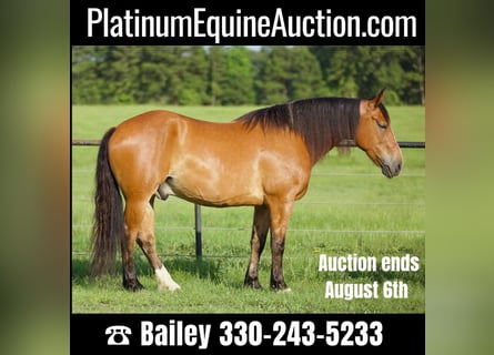 American Quarter Horse, Ruin, 9 Jaar, Falbe