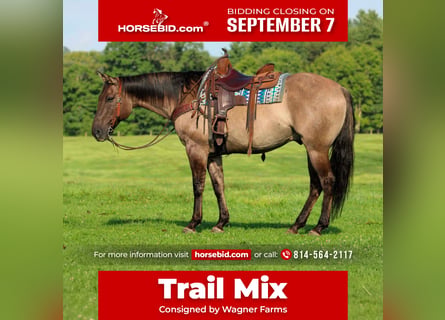 American Quarter Horse, Ruin, 9 Jaar, Grullo