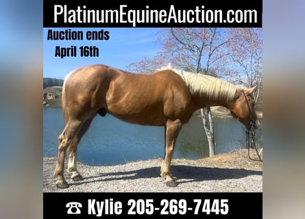 American Quarter Horse, Ruin, 9 Jaar, Palomino