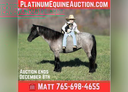 American Quarter Horse, Ruin, 9 Jaar, Roan-Blue