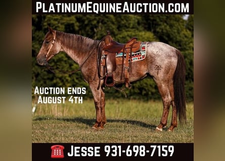 American Quarter Horse, Ruin, 9 Jaar, Roan-Red