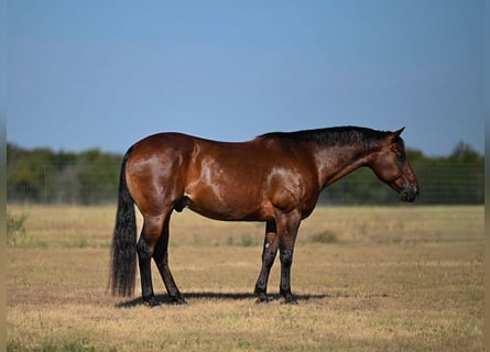 American Quarter Horse, Ruin, 9 Jaar, Roodbruin
