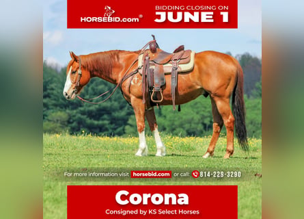 American Quarter Horse, Ruin, 9 Jaar, Roodvos
