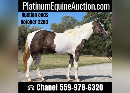 American Quarter Horse, Ruin, 9 Jaar, Tobiano-alle-kleuren