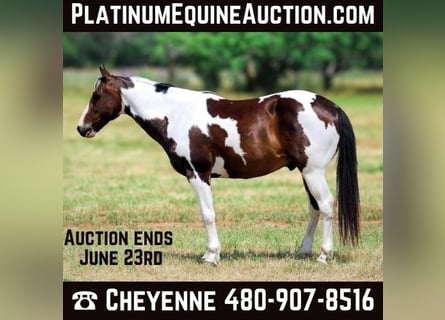 American Quarter Horse, Ruin, 9 Jaar, Tobiano-alle-kleuren