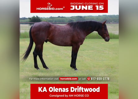 American Quarter Horse, Ruin, 9 Jaar, Zwart