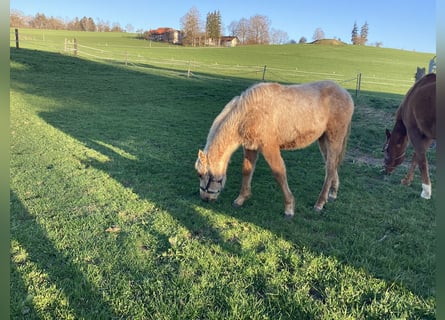 American Quarter Horse, Stallion, 1 year, 13,2 hh, Palomino