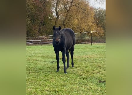 American Quarter Horse, Stallion, 1 year, 14,1 hh, Bay-Dark