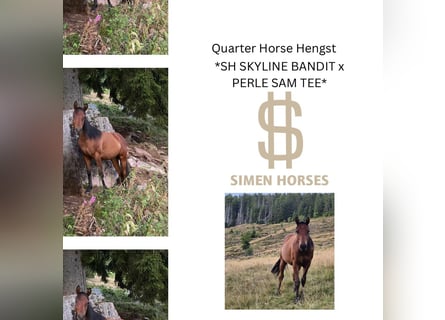 American Quarter Horse, Stallion, 1 year, 14.2 hh, Bay-Dark