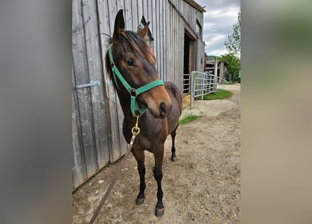 American Quarter Horse, Stallion, 1 year, 14,2 hh, Bay-Dark