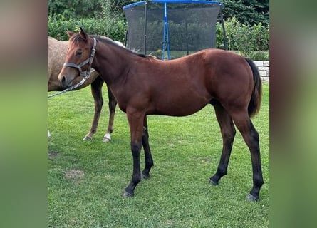 American Quarter Horse, Stallion, 1 year, 14.2 hh, Bay-Dark
