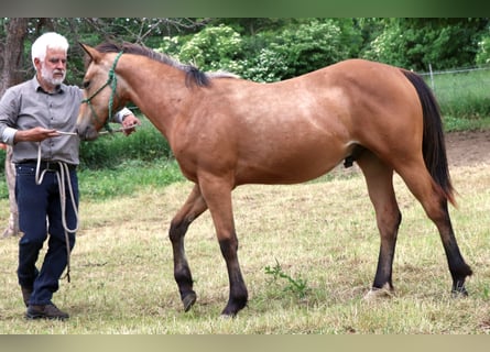 American Quarter Horse, Stallion, 1 year, 14.2 hh, Buckskin