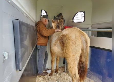 American Quarter Horse, Stallion, 1 year, 14.2 hh, Champagne