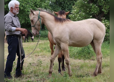 American Quarter Horse, Stallion, 1 year, 14.2 hh, Champagne