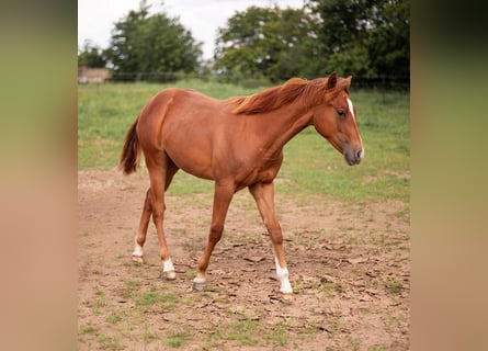 American Quarter Horse, Stallion, 1 year, 14,2 hh, Chestnut-Red