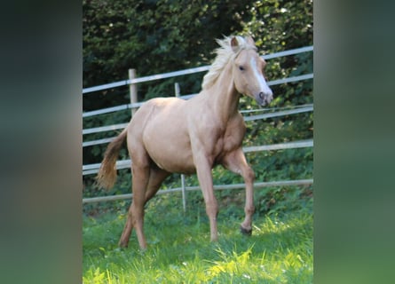 American Quarter Horse, Stallion, 1 year, 14.2 hh, Palomino