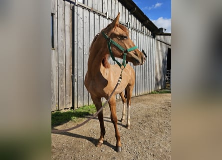 American Quarter Horse, Stallion, 1 year, 14,2 hh, Palomino