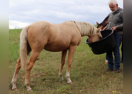 American Quarter Horse, Stallion, 1 year, 14.2 hh, Palomino