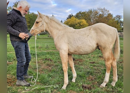 American Quarter Horse, Stallion, 1 year, 14,2 hh, Palomino