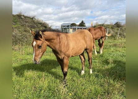 American Quarter Horse, Stallion, 1 year, 14,2 hh, Red Dun