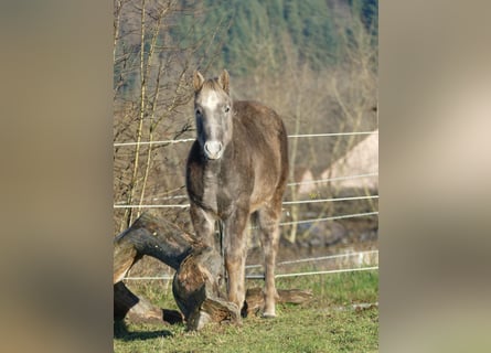 American Quarter Horse, Stallion, 1 year, 14,2 hh