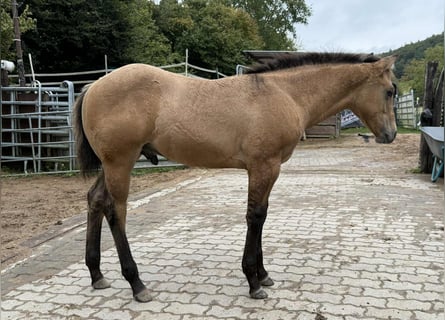 American Quarter Horse, Stallion, 1 year, 14.2 hh