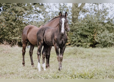 American Quarter Horse, Stallion, 1 year, 14.3 hh, Black
